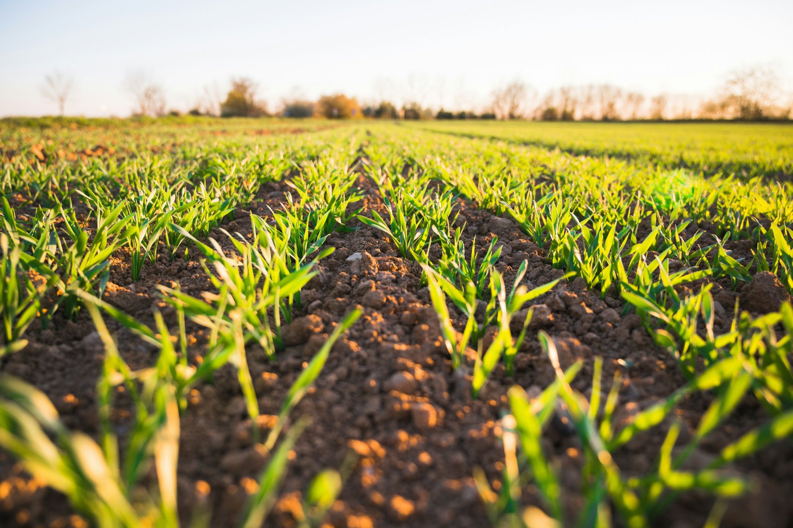 Agricultural field