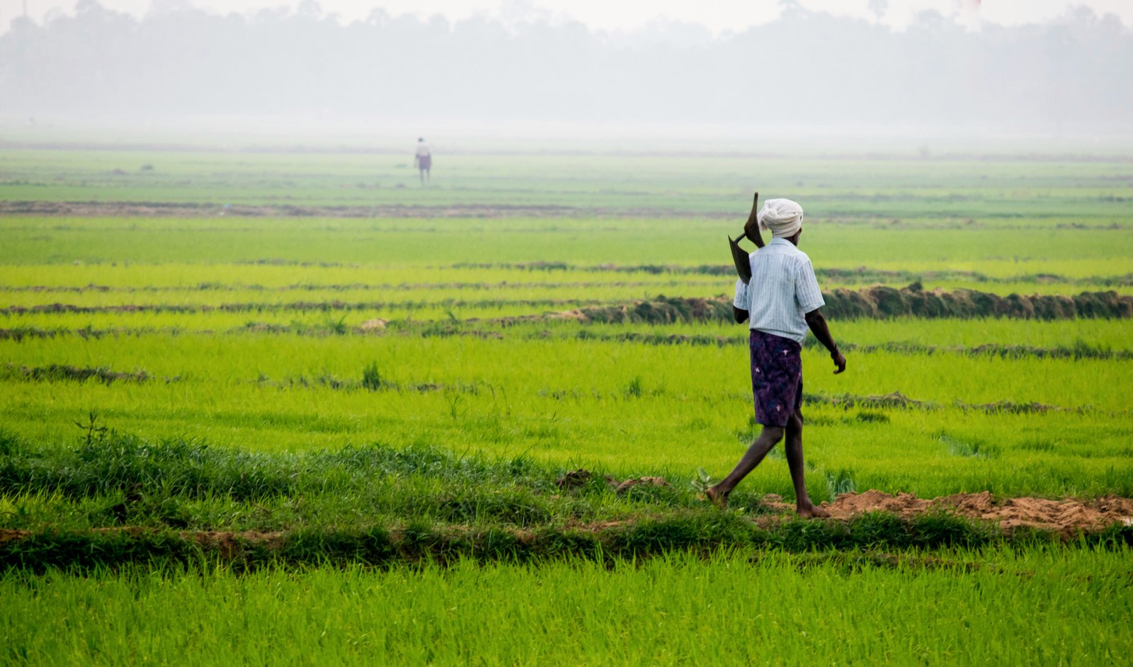 Farmer in field
