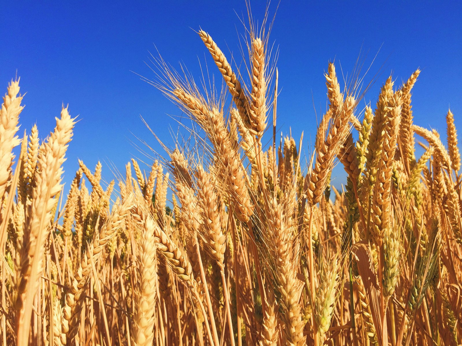 Food crop seeds