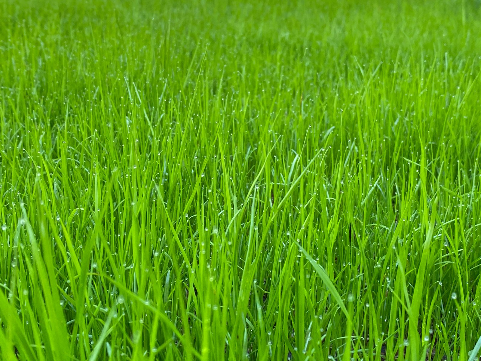 Green fodder seeds