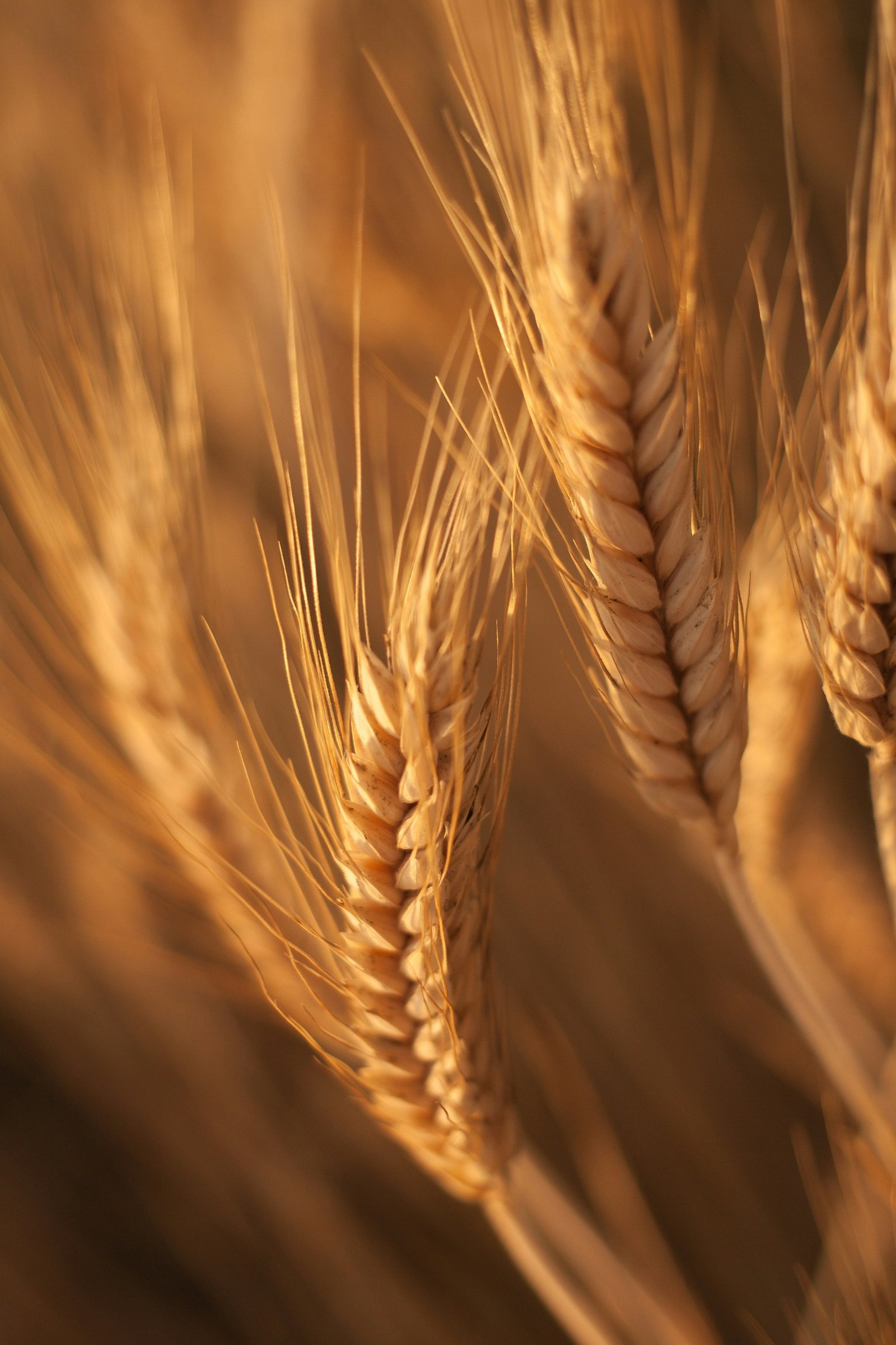 Seed research
